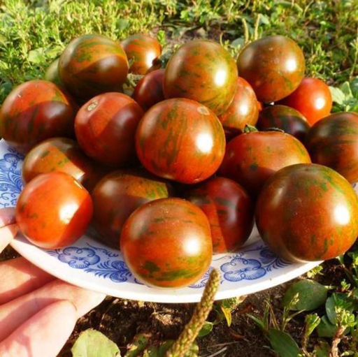 Помидоры Purple Bumble Bee – Фиолетовый Шмель