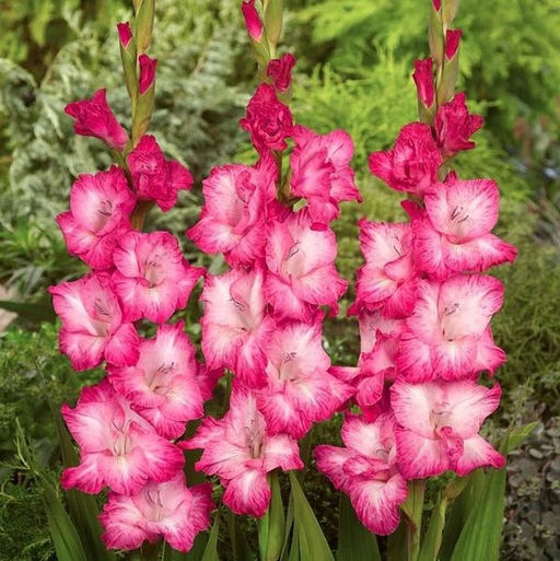 ГЛАДИОЛУС Кантата Разбор 10/12 Кол-во упак., шт 8