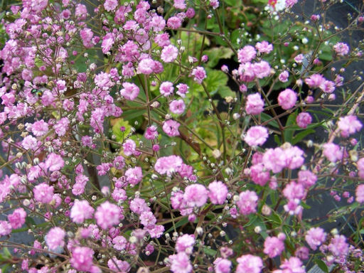 Гипсофила Фламинго - Долина роз фото 3