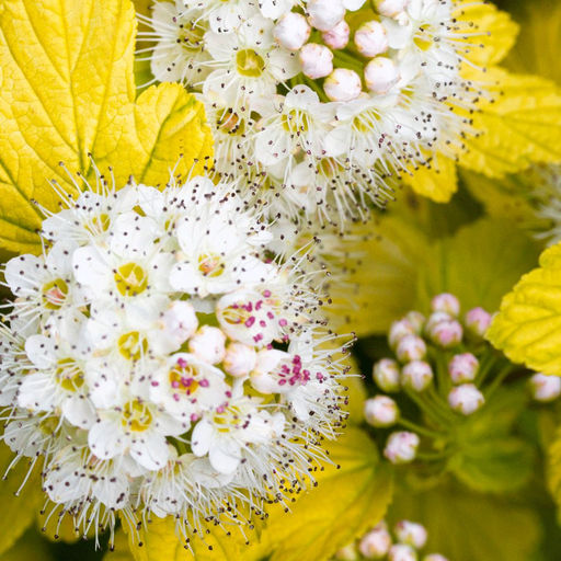 Пузыреплодник калинолистный Angel Gold - САДовник фото 2