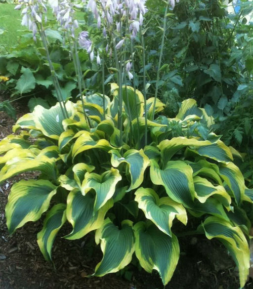 ХОСТА Атлантис Разбор 1 n Кол-во упак., шт 1