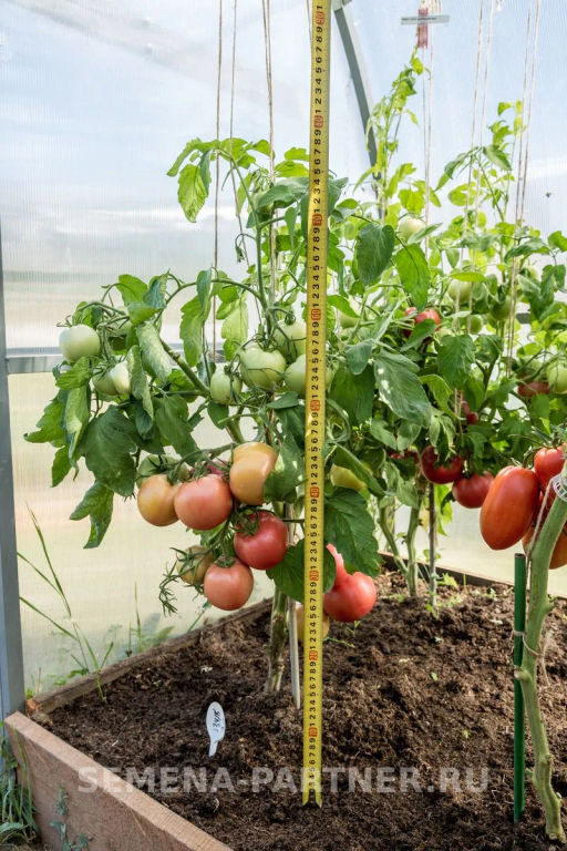Томат Императорская Слабость - Партнер фото 8