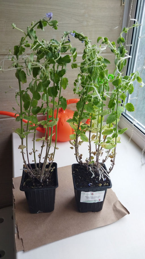 Котовник Фассена Сикс Хиллс Джиант Голд