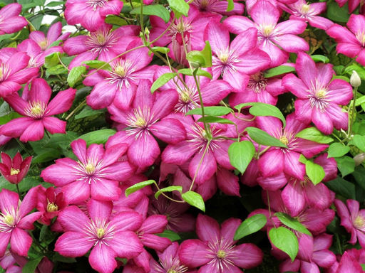 Клематис Ville de Lyon (Виль де Лион) - Долина роз фото 2