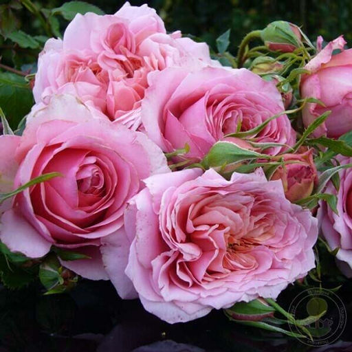 R332 МОНИК БУИНГ