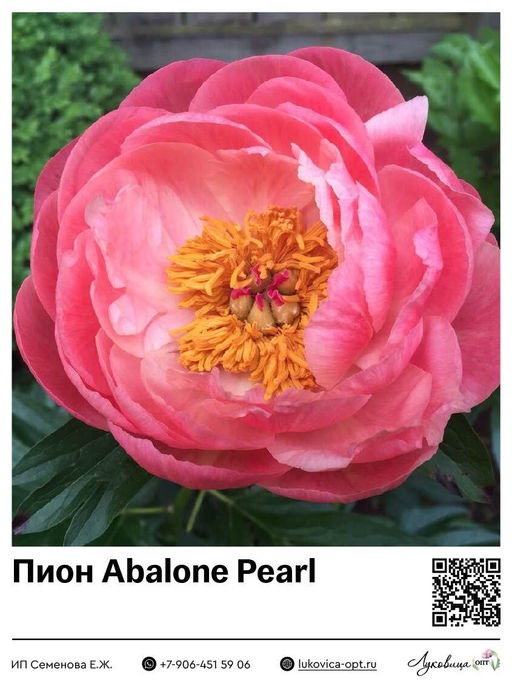 Пион Abalone Pearl