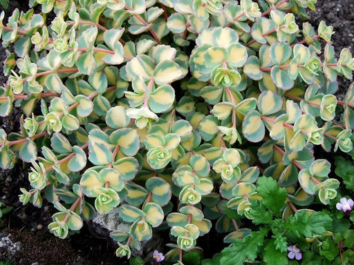 Очиток зибольда - Долина роз фото 2