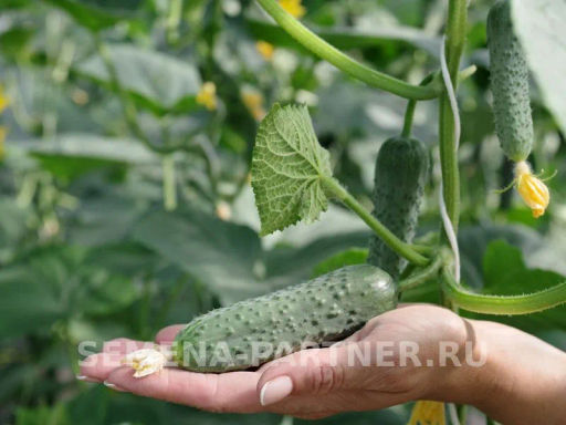 Огурец партенокарпический Шторм - Партнер фото 4