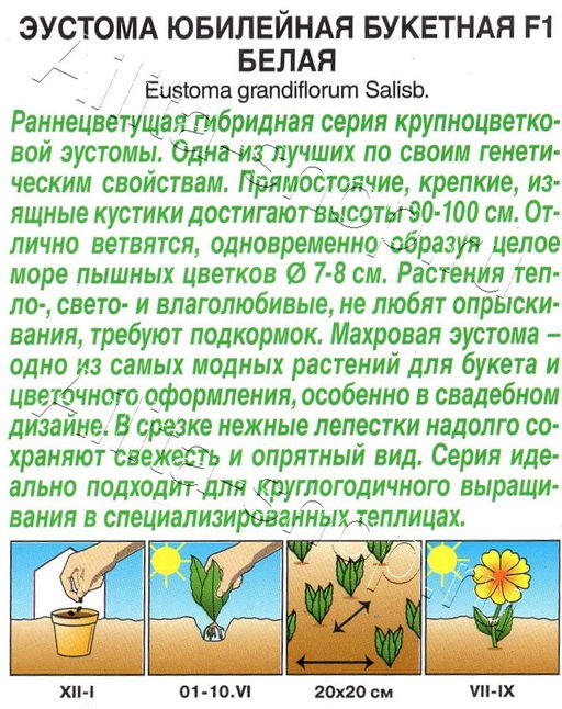 Эустома Юбилейная букетная F1 махровая белая 5шт. (Аэлита)