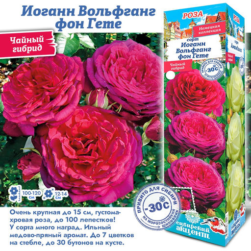 Роза Иоганн Вольфганг фон Гете (Чайно-гибридная) 1шт