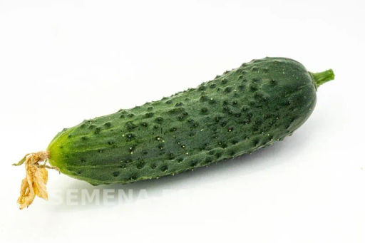 Огурец партенокарпический Меренга - Партнер фото 5