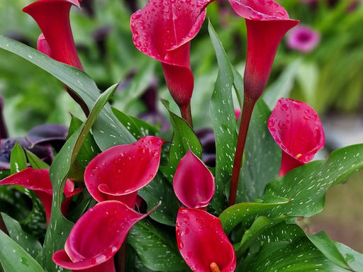 Калла Ред Чарм - Долина роз фото 2