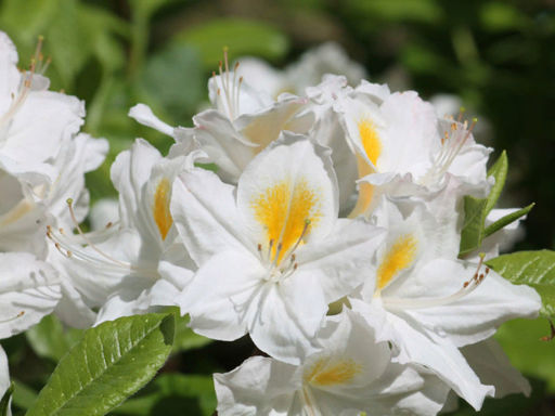 Азалия крупноцветковая Oxydol (Оксидол) - Долина роз фото 7