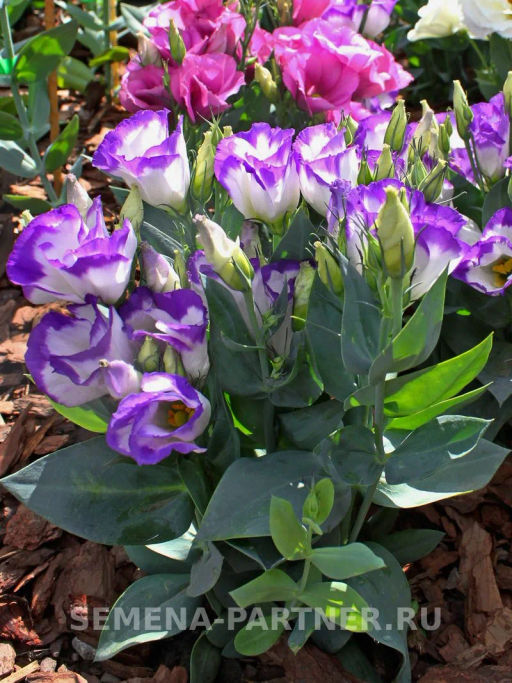 Эустома карликовая бело-фиолетовая с каймой Мисс Нора Барлоу - Партнер фото 3