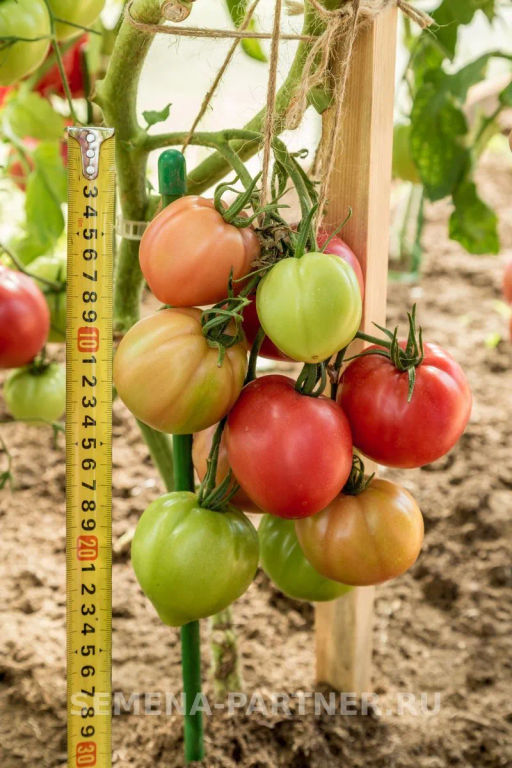 Томат Малиновая Империя - Партнер фото 8