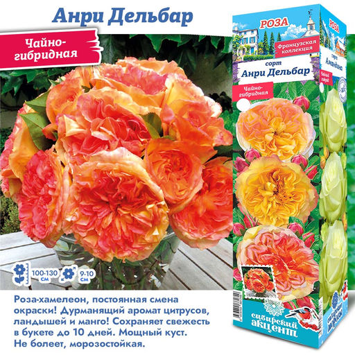 Роза Анри Дельбар (Чайно-гибридная) 1шт