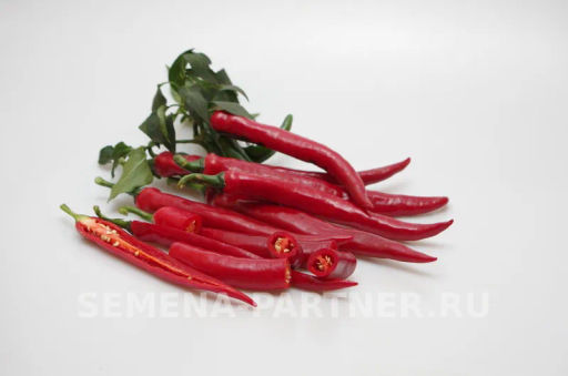 Перец острый Флорентина - Партнер фото 6