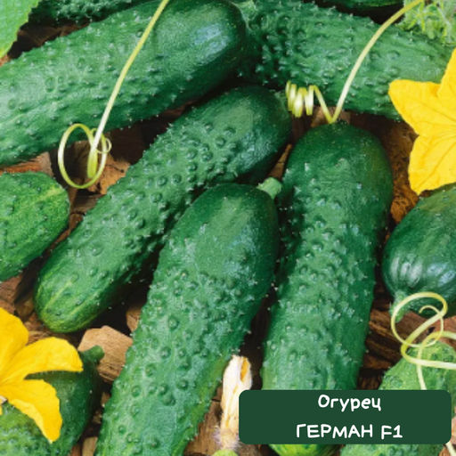 Огурец Герман F1