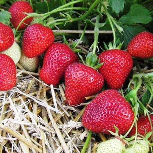 Клубника Флоренс