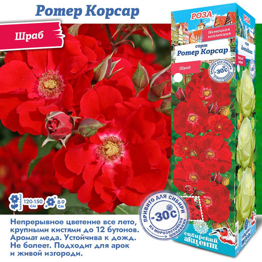 Роза Ротер Корсар (Шраб) 1шт