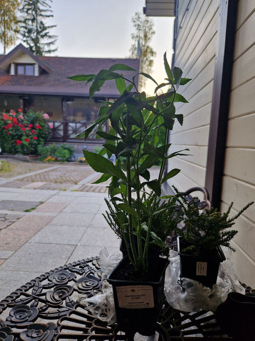 Физостегия Кристал Пик Вайт