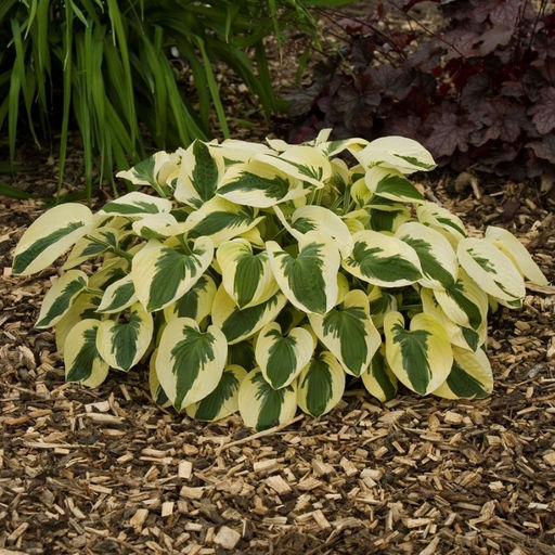 Хоста Брим Кап - Долина роз фото 3