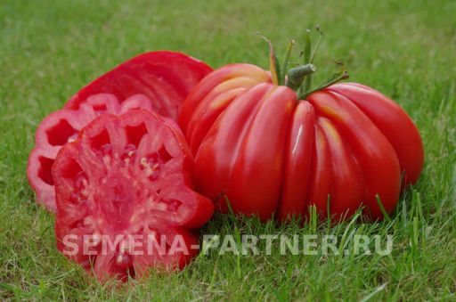 Томат Нина - Партнер фото 4