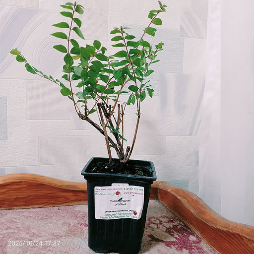 Снежноягодник розовый