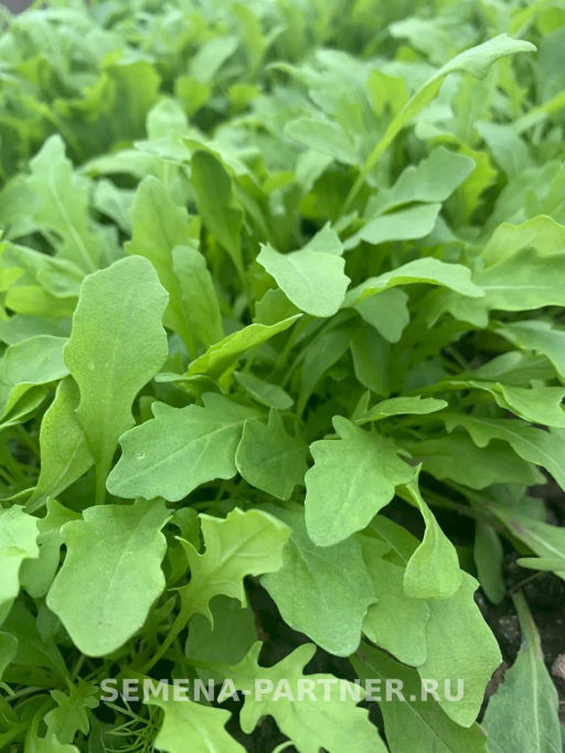 Двурядник тонколистный Рокет - Партнер фото 4