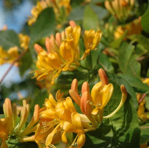 Жимолость Тельмана - 7цветов фото 2