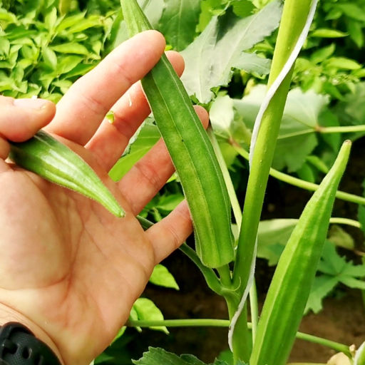 Бамия Северная Холодостойкая