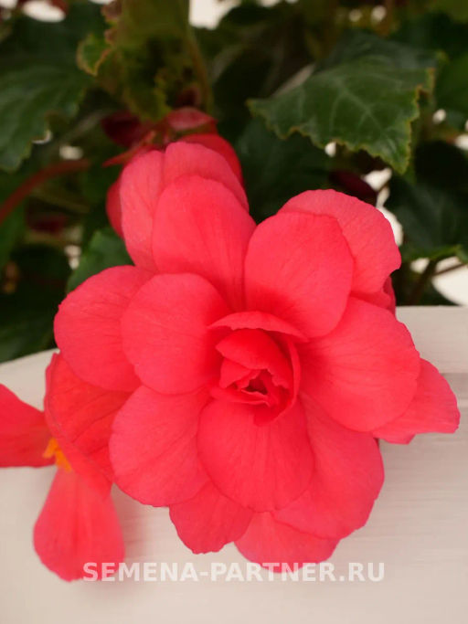 Бегония клубневидная ампельная махровая Роза Грейс - Партнер фото 3
