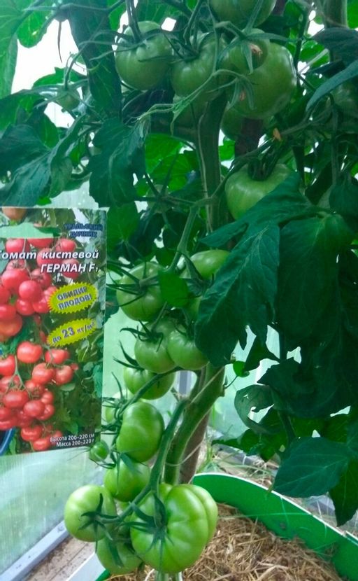Томат ГЕРМАН F1 - Уральский дачник фото 13