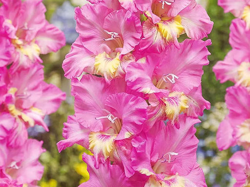 Гладиолус Vladivostok (Владивосток) 5 шт - Долина роз фото 2