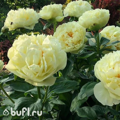 Пион Lemon Chiffon - Bufl фото 2