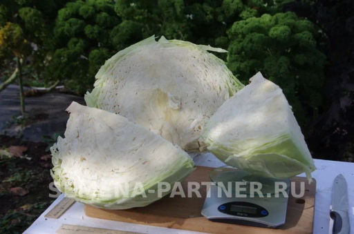 Капуста белокочанная позднеспелая Мегатон - Партнер фото 7