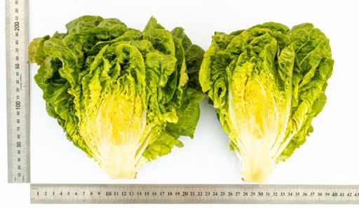 Салат кочанный Бернар - Партнер фото 7