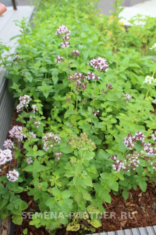 Душица (орегано) Северное Сияние - Партнер фото 5