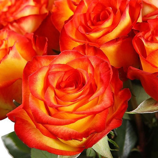 Роза Хай мейджик чайно-гибридная - 1000корней фото 3