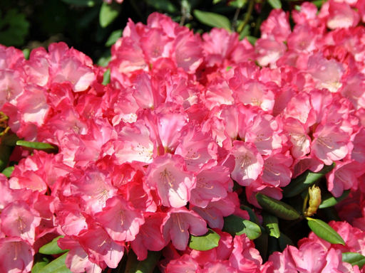 Рододендрон Fantastica (Фантастика) - Долина роз фото 2