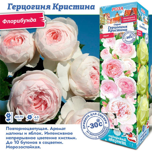 Роза Герцогиня Кристина (Флорибунда) 1шт