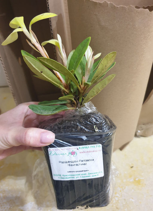 Рододендрон Фантастика