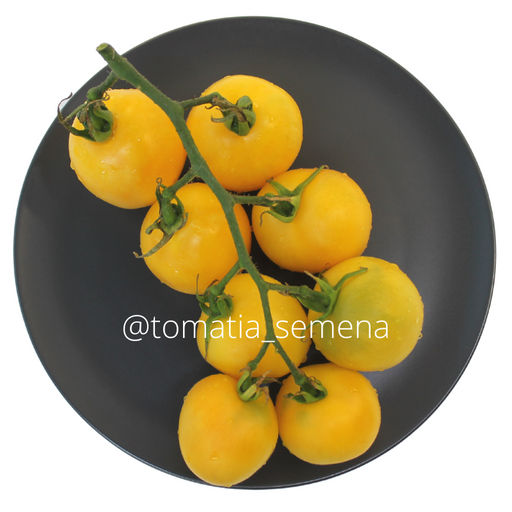 Абрикосовый джем - Tomatia фото 3