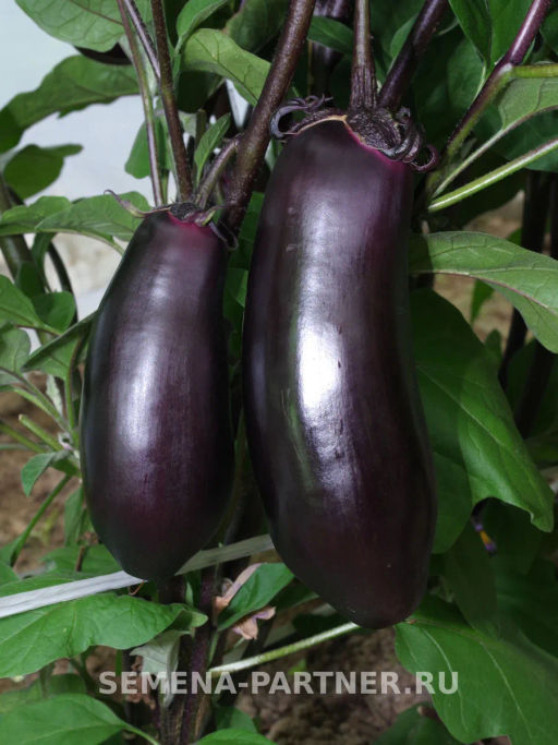 Баклажан Блэк Джек - Партнер фото 3