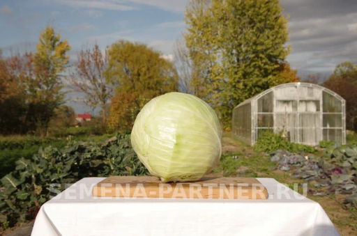 Капуста белокочанная позднеспелая Дублер - Партнер фото 4