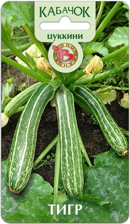 Кабачок Тигр