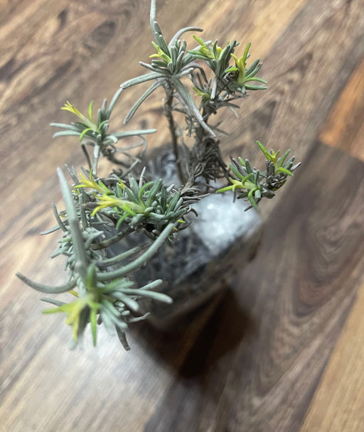 Лаванда узколистная