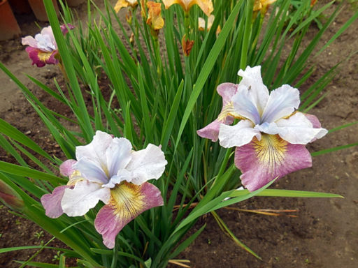 Ирис Sugar Rush (Шуга Раш) - Долина роз фото 2