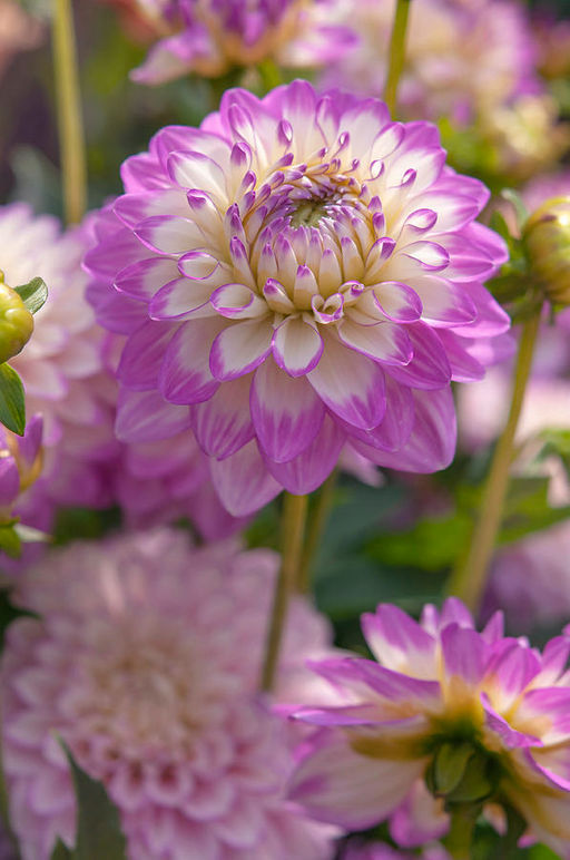 Георгина Melody Dixie (Декоративная бордюрная) - Голландские луковицы фото 3