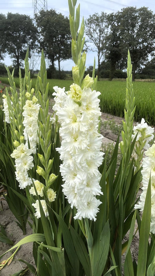 ГЛАДИОЛУС Сера Суммум Разбор 10/12 Кол-во упак., шт 10
